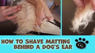 How To Shave Matting Behind a Dog’s Ear – Gina’s Grooming [upl. by Aramoiz937]