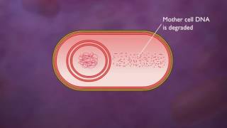 Bacterial Endospore Formation HD Animation [upl. by Londoner247]