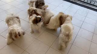 LADRIDOS de un PERRO  MUY INTERESANTE  La Casita de los Shih Tzu [upl. by Assenyl]