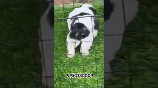 Shihtzu Puppp price In India l trending trendingshorts shortfeed shorts dogbreed doglover dog [upl. by Nitsraek]