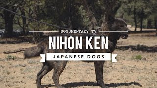 JAPANS RARE DOG BREEDS  NIHON KEN [upl. by Alver49]