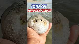 Rescue Mission BallPufferfish Deflates and Escapes 🐡 Shorts pufferfish fish [upl. by Lothair]