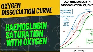 OXYGEN DISSOCIATION CURVE  FULLY EXPLAINED  neet2024 biology zoology respiration [upl. by Templeton]