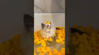 Cute Kittens Videos 😻💞cute kitten [upl. by Riada]