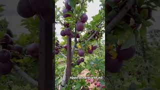 fruitfarming orchard garden mango fruitcultivation farming orchardfresh fruitgrowing [upl. by Eceinej382]