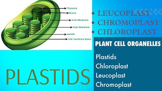 Plastids types Leucoplast Chromoplast and Chloroplast easy way to understand [upl. by Hannasus548]