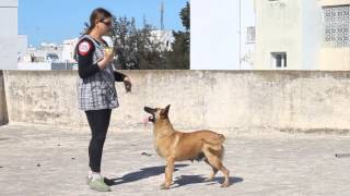 Dressage chien Tunisie Obéissance [upl. by Enela]