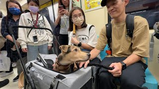 Taipei metro runs special petfriendly trains [upl. by Atiuqahs]