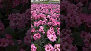 Bergenia ‘Miss Piggy’ is blooming in our greenhouse right now🩷 gardening plants flowers [upl. by Sergias]