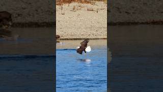 Eagles Fight and Salmon The Battle Continue shortvideo eagles wildlife baldeagle eaglelife [upl. by Silma]