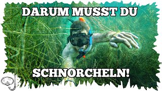 Darum musst du SCHNORCHELN [upl. by Nevak]