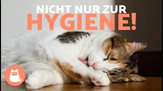 Warum LEECKEN sich KATZEN WIRKLICH 🐱👅 3 Gründe [upl. by Einnoj]