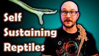 Top 5 Reptiles You Can LEAVE FOR A WEEK  Vacation Friendly Self Sustaining Reptiles [upl. by Vonni68]