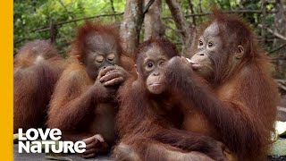 Will These Baby Orangutans Solve Food Puzzles  Love Nature [upl. by Adnirol]