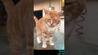 Branson Said “Hi”… petcat catvideo cat catshortstory lifestylepatterns [upl. by Richlad]