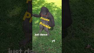 Gorilla dances like michael jackson [upl. by Arreik]