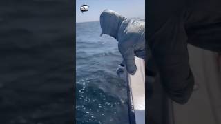 See what this man is fishing in the sea 😱🎣fishvideo seafishing foryou seafish fish hamur [upl. by Inoue702]