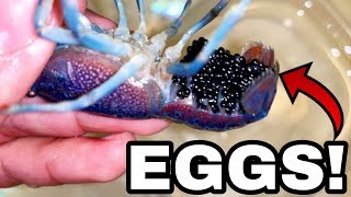 Blue LOBSTER Crawfish EGGS get Home AQUARIUM [upl. by Beatrice]