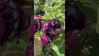 Harvesting pumpkin bean eggplants chilli spinach gardening [upl. by Ogdan987]