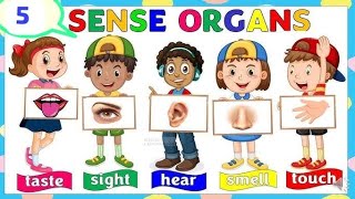 Sense Organs  five senses  Our senses  senses organs name  Senses organs functions  5 senses [upl. by Hillegass465]