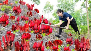 Harvest Cynomorium Songaricum Rupr Nam Ngoc Cau amp Ngoc Cau soaked in wine  Go to the market sell [upl. by Beesley]