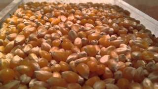 Grain Weevils in Popcorn [upl. by Tibbs341]