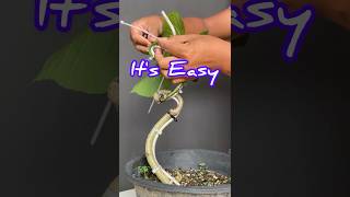 How to Make a Bonsai Tree Easily [upl. by Curt439]