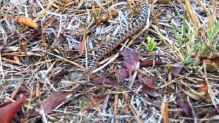 banded cateyed snake  Leptodeira annulata [upl. by Daniyal]