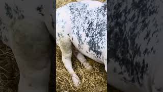 Que fait une vache quand elle pense  Elle lait concentré [upl. by Langille745]