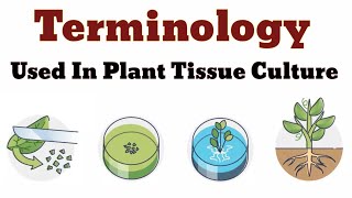 Terminology Used In Plant Tissue Culture  Lec 03 [upl. by Hnacogn548]