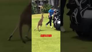 Kangaroo attacks golfers funnyanimals funnyshorts funnypets [upl. by Gillespie943]