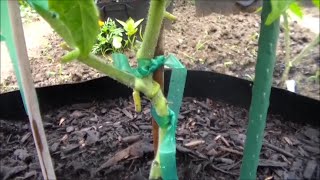 How to Graft Tomato Plants  Part VI  Progress Update 43 Days After Grafting [upl. by Marleah]