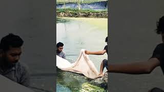 শেওলা অপসারণ  How to Remove bluegreen algae from your pond agriculture cyanobacteria [upl. by Ulane781]