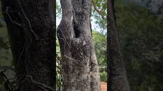 Bark and leaves of Strychnos potatorum [upl. by Fineman]