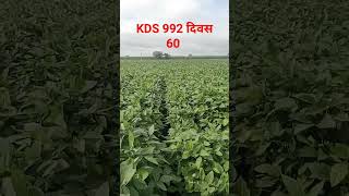 टोकन सोयाबीन वाण KDS 992 दिवस 60 सोयाबीन शेतकरीगाथा [upl. by Korenblat]