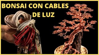 Cómo hacer bonsai de Ombú paso a paso  Progresión evolución de bonsai [upl. by Anisah679]