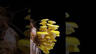 Pleurotus citrinopileatusMushroom Growing timelamspe04 fungus terrarium mushroom [upl. by Anol]