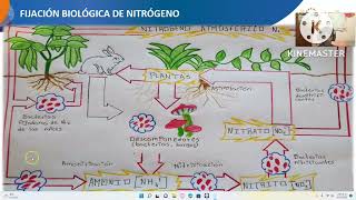 tarea 3 distinguir los ciclos biogeoquímicos con base en el metabolismo microbiano [upl. by Elda]