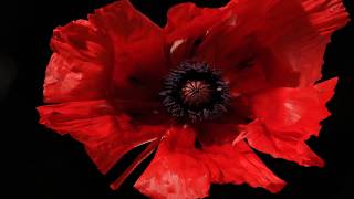 Papaver orientale flower opening time lapse 4k [upl. by Kramnhoj]