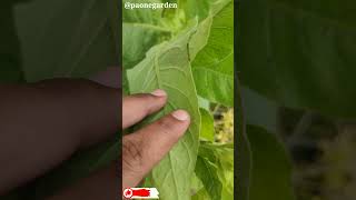 The Secrets of Nicotiana Tabacum The Tobacco Plant Explained paonegarden [upl. by Meridel]