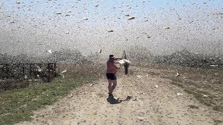 Swarms of locusts cover the sky in Russia [upl. by Rosane784]