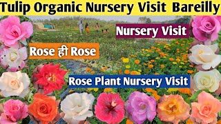 Rose Nursery Visit🌹Plant Nursery Visit👍Tulip Organic Nursery Visit Bareilly👏Nursery Visit With Price [upl. by La598]