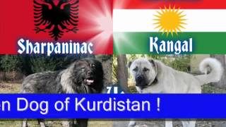 Kangal vs Sarplaninac Dog Fight [upl. by Claudell]