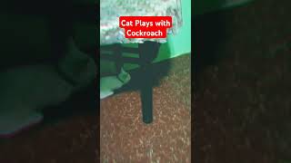 Cat Playing Cockroach cat pusa animal youtubeshorts [upl. by Anival118]