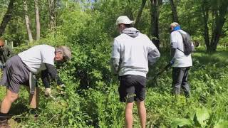 Removing Invasive Multiflora Rose [upl. by Aij]