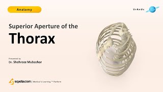 Superior Aperture of Thorax  Anatomy Lecture  VLearning™  sqadiacom [upl. by Nyrehtak]