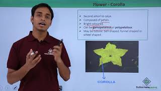 Class 11th – Flower – Corolla  Morphology of Flowering Plants  Tutorials Point [upl. by Puto]