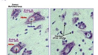 Histología médula espinal y ganglio linfático [upl. by Bergh]