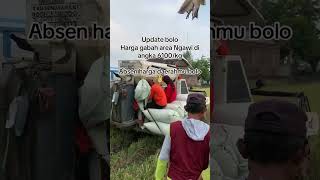 maxxibimo102standar automobile kombisawah sawah maxxibimo agriculture farming [upl. by Leaffar]