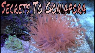 Goniapora Coral Care Guide [upl. by Rimidalv]